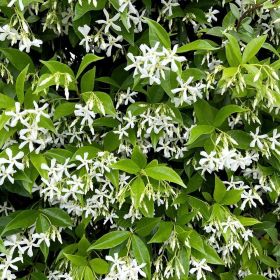 Trachelospermum Jasminoides 'Star Jasmine' 3 Litre